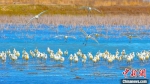 沿海湿地，鸟类天堂。　盐城市委宣传部供图 - 江苏新闻网