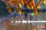 初冬时节，南京紫金山燕雀湖风景如画。　泱波 摄 - 江苏新闻网