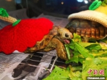 乌龟穿秋衣进食。　戴佳阳 摄 - 江苏新闻网