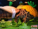 常州一动物园乌龟集体穿“妈妈的秋衣”欢乐过冬。　戴佳阳 摄 - 江苏新闻网