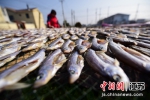 江苏金湖：加工白条鱼 农闲经济俏 - 江苏新闻网