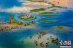 位于盐城的中国黄(渤)海候鸟栖息地(第一期)是中国首处滨海湿地类世界自然遗产。　孙华金 摄 - 江苏新闻网