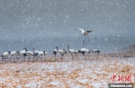 全球仅有的2000多只丹顶鹤中，每年约有一半不远万里来到盐城珍禽保护区越冬。　陈国远 摄 - 江苏新闻网
