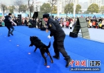 开场的警犬表演大受欢迎。 王力摄 - 江苏新闻网