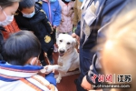 孩子们和警犬互动。亭湖警方供图 - 江苏新闻网