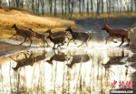 江苏省大丰麋鹿国家级自然保护区。　盐城市文旅局供图 - 江苏新闻网