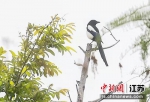 鸟类栖息在枝头。南京市红山森林动物园提供 - 江苏新闻网