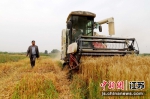 南京高淳桠溪2万余亩小麦丰收 - 江苏新闻网