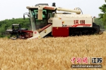 南京高淳桠溪2万余亩小麦丰收 - 江苏新闻网