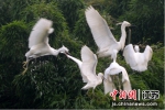 南京高淳：竹林生态好 鹭鸟来栖息 - 江苏新闻网