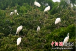 南京高淳：竹林生态好 鹭鸟来栖息 - 江苏新闻网
