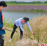 志愿者耐心地为孩子们演示油菜的收割方法。大纵湖旅游度假区供图 - 江苏新闻网