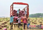 村民在洋葱地里忙着装车外运。 顾士刚 摄 - 江苏新闻网