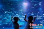 讲述海洋新故事 沉浸式演出《海底两万里》登陆南京 - 江苏新闻网