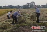 村民们在田间地头收集秸秆。宜兴市农业农村局供图 - 江苏新闻网