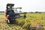 工作人员在收割水稻。崔炜 摄 - 江苏新闻网