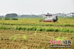 成片的水稻种植区域。崔炜 摄 - 江苏新闻网