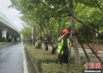 南通绿化部门对树木加固。　“南通发布”供图 - 江苏新闻网