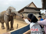 亚洲象欢迎游客到来。 徐州九顶山野生动物园供图 - 江苏新闻网