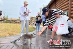 环尾狐猴与游客互动。 徐州九顶山野生动物园供图 - 江苏新闻网