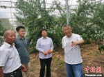 赵亚夫指导当地村民种植果树。　镇江市委统战部供图 - 江苏新闻网