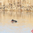 全球极危物种青头潜鸭现身潘安湖国家湿地公园。南京大学环境规划设计研究院供图 - 江苏新闻网