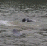 如今，南京江边频频可见江豚戏水的身影。（资料图）　南京江豚水生生物保护协会供图 - 江苏新闻网