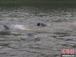 如今，南京江边频频可见江豚戏水的身影。（资料图）　南京江豚水生生物保护协会供图 - 江苏新闻网