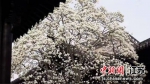 扬州何园景区盛开的玉兰花。何丹晨 摄 - 江苏新闻网