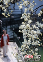 游客在扬州何园景区观赏玉兰花。 - 江苏新闻网