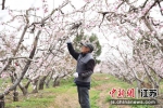 桃农在桃林中忙着点花。 朱志庚 摄 - 江苏新闻网