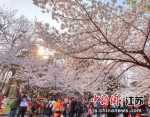 “网红”城市南京已成为周边民众喜爱的春季旅游目的地。 泱波 摄 - 江苏新闻网