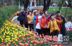入春以来，南京各色赏花胜事，吸引各地游客蜂拥而至。 作者：泱波 - 江苏新闻网