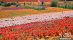 五颜六色的花卉扮靓乡村。(资料图) 泱波 摄 - 江苏新闻网