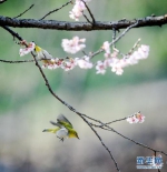 南京樱花盛开 春鸟闹花枝 - 江苏音符