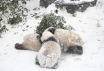 雪地里，大熊猫变身“糯米糍” - 新浪江苏