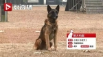 激萌！江苏最厉害的警犬有几句祝福想对你说… - 新浪江苏