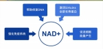 杉宝nmn上市火爆 健康产业或将迎来巨变 - Jsr.Org.Cn